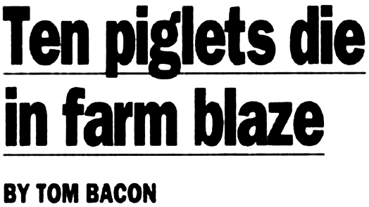 piglets-524